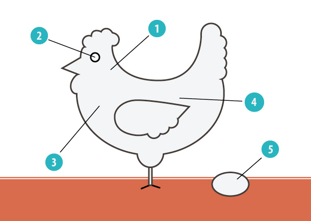 chickan-anatomy