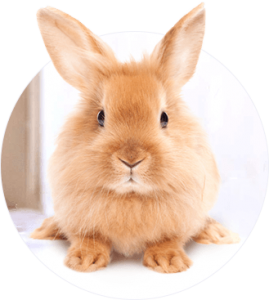 bunny